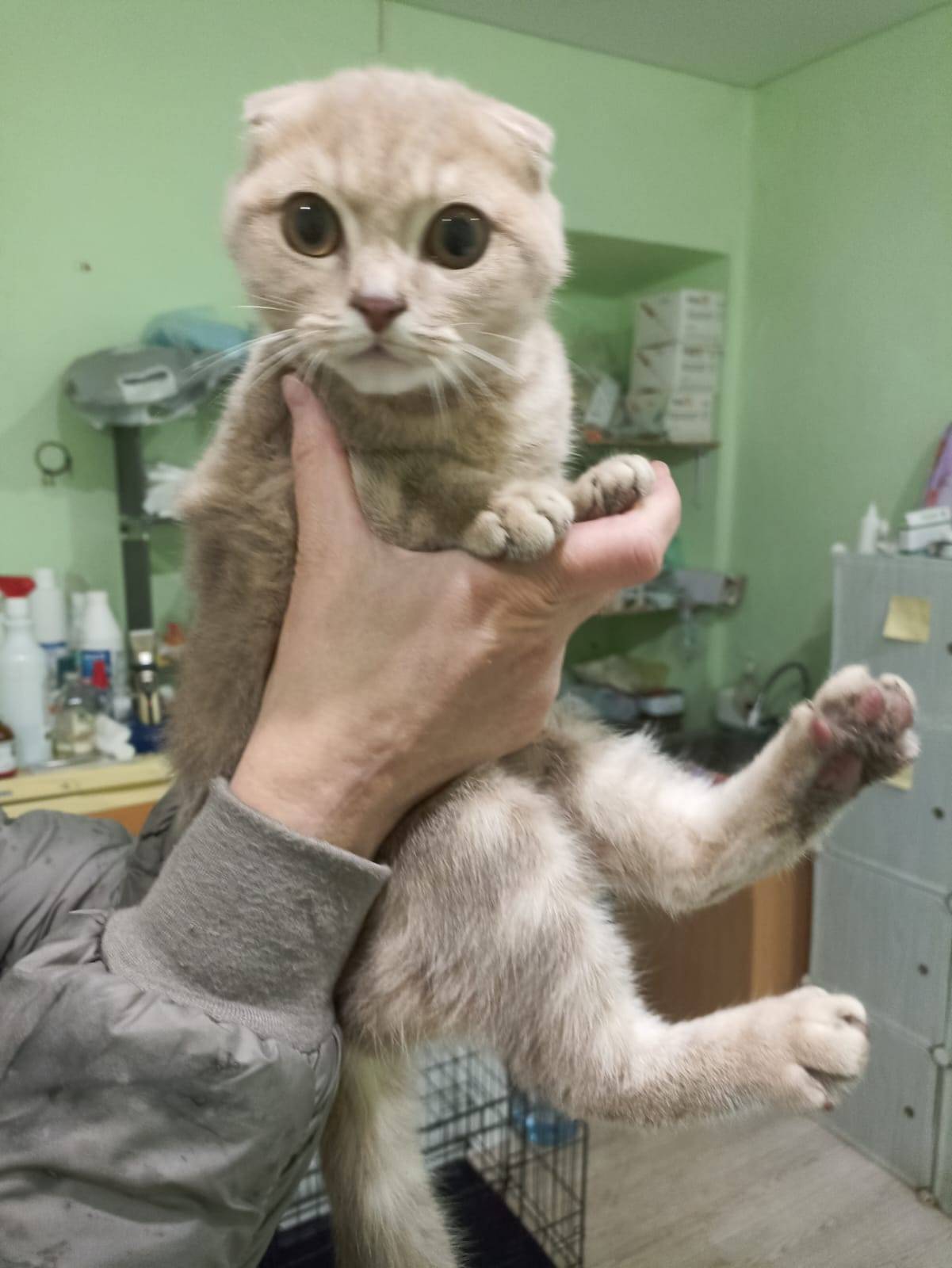 Мичуринск Район КЧТ Найден кот...