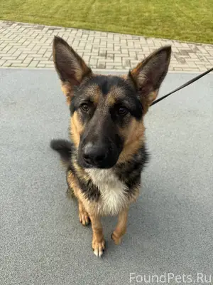 Найдена собака Микрорайон Рубл...
