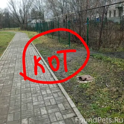 Потерялся котенок❗❗ ходили гул...