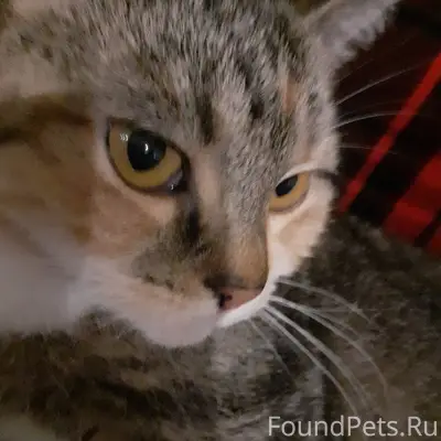 Переехали из озерков 6 октября...