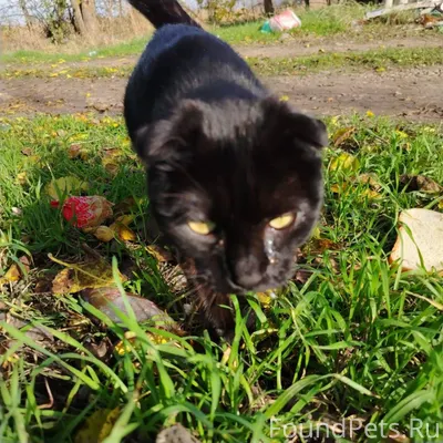 Срочно 🆘 Краснодар. Найдена бе...