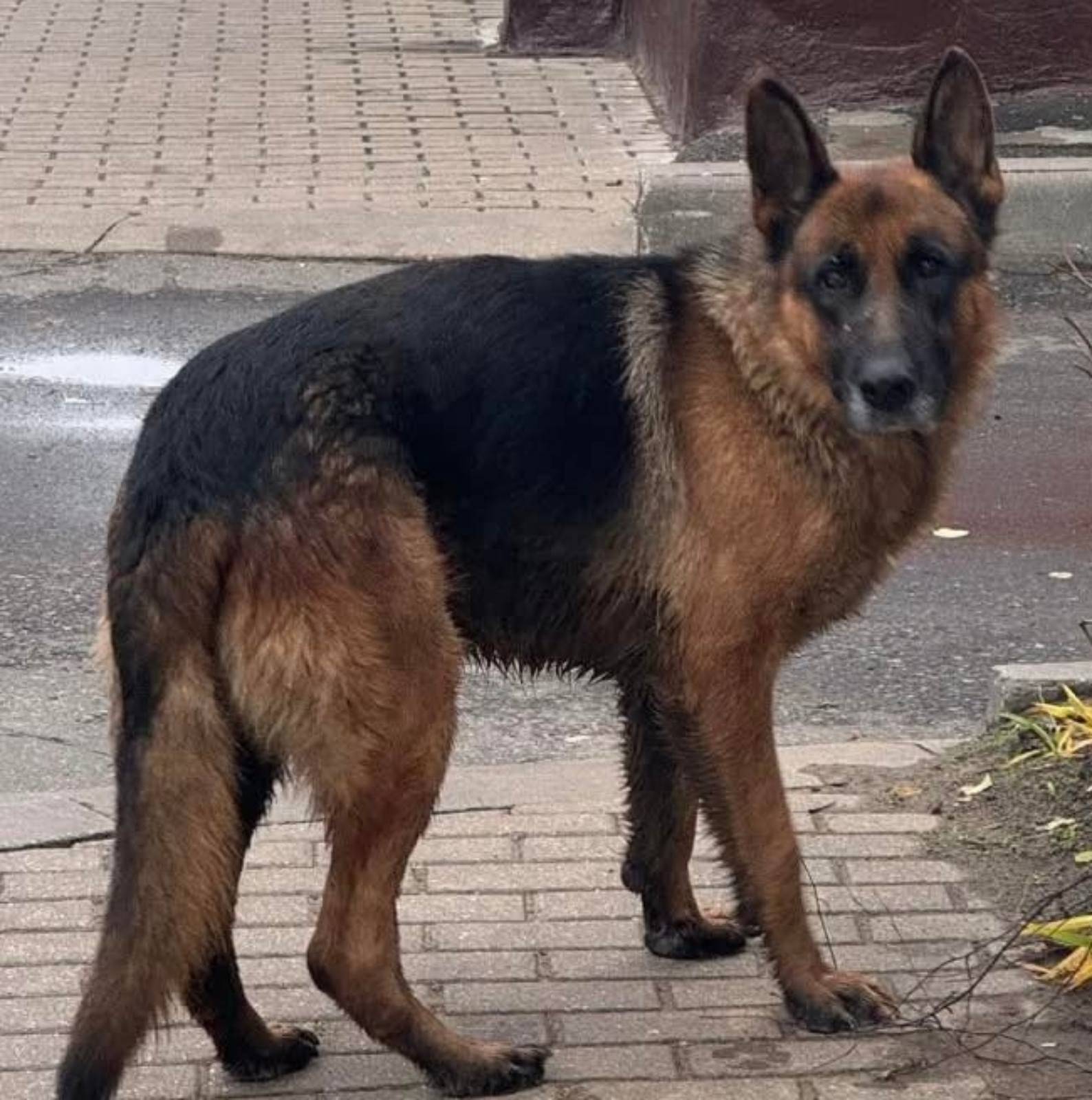 Был найден овчарик. Срочный по...