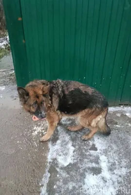 📢 Замечена Немецкая овчарка! 📍...