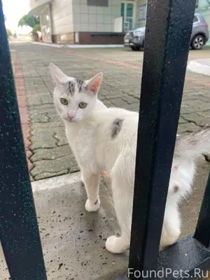 ПРОПАЛ КОТ! Уважаемые жители С...