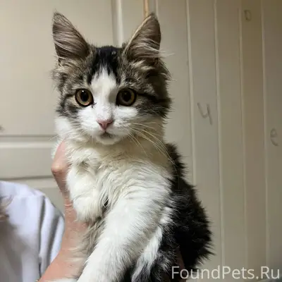 Найден котенок 27.11.2025г. Де...