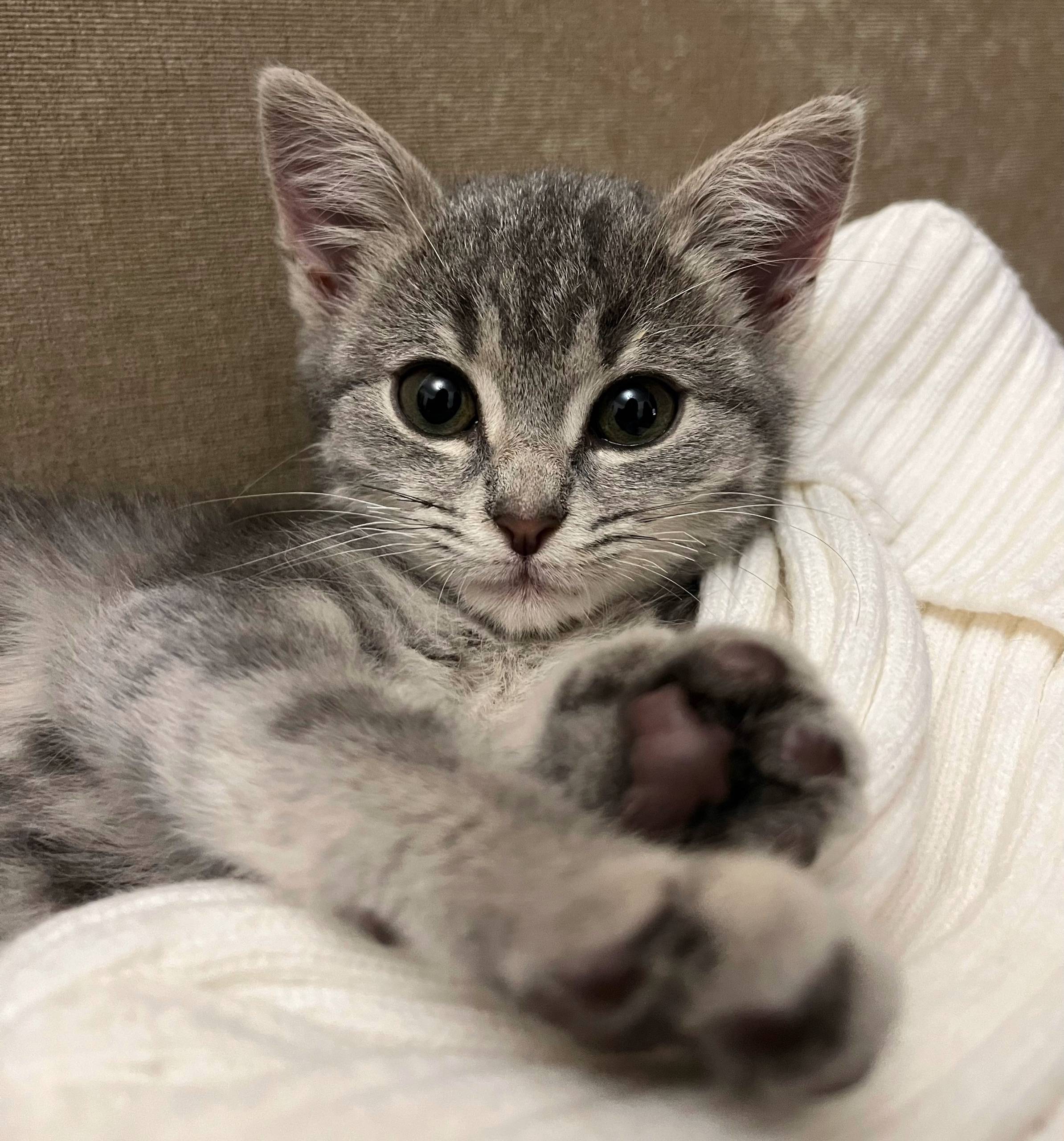 Котенок маленький, возможно гд...