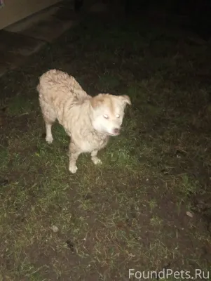 Прибилась собака в д. Александ...