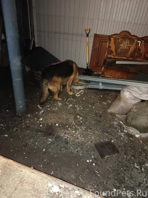 Чья потеряшка, заманили во дво...