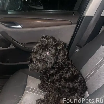 Срочно! Найдена собака , цверг...