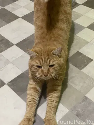 Найден кот. г. Советский по ул...