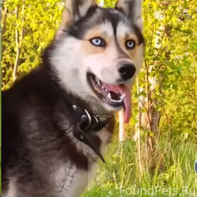 🆘🆘🆘 Пропала собака с улицы Стр...