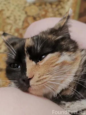 Михайловск, район Адмирала Най...