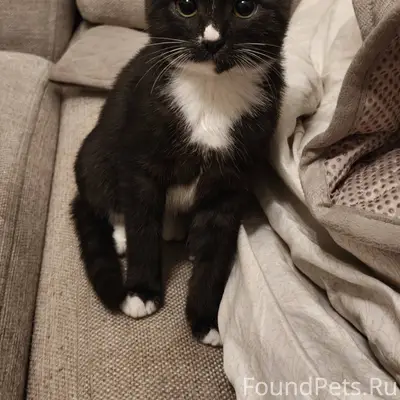 Найден котенок, девочка. Ищем ...