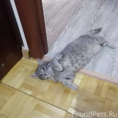 В СНТ №12 найден котенок (коше...