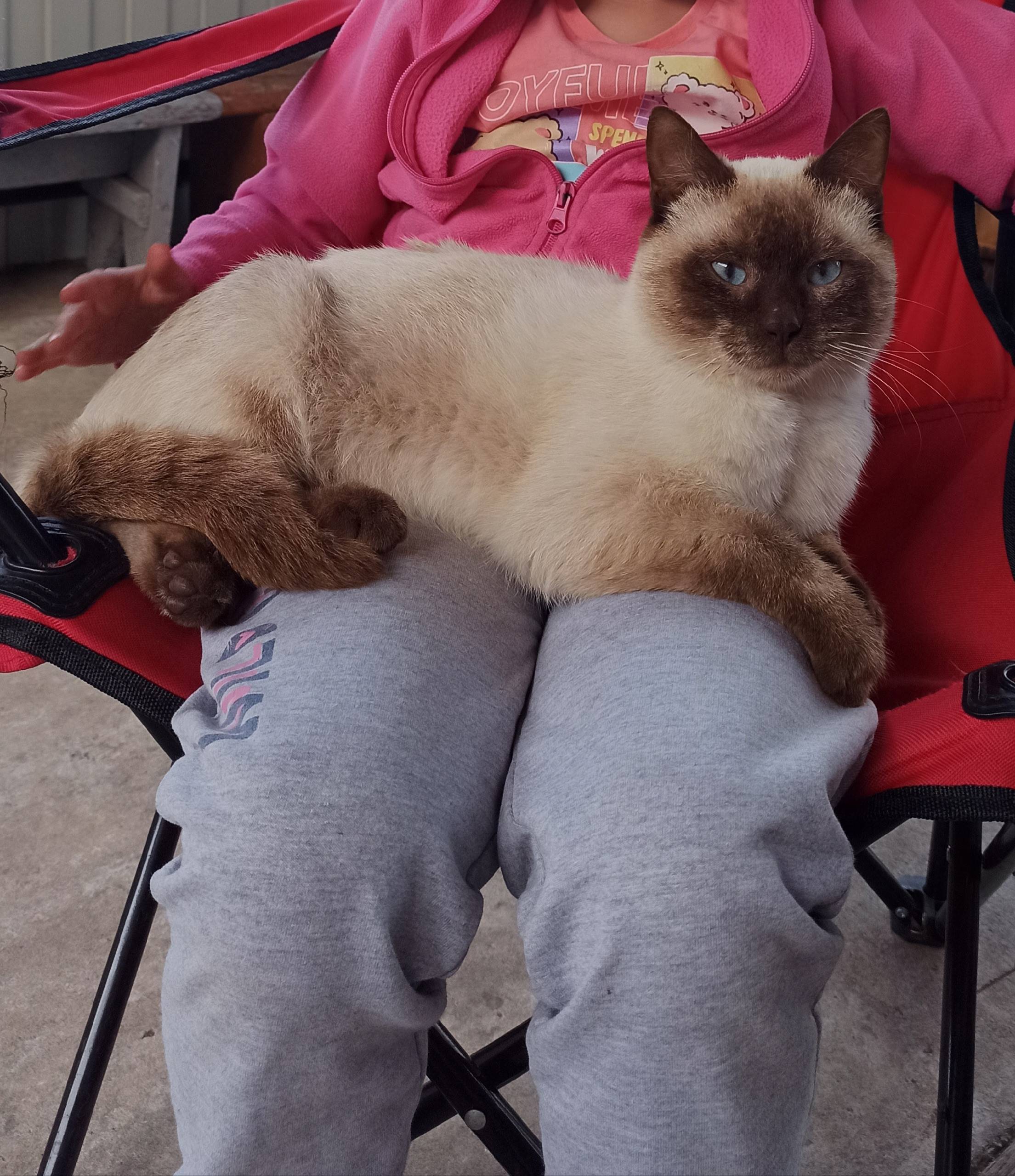 Здравствуйте! Пропал кот,по ул...