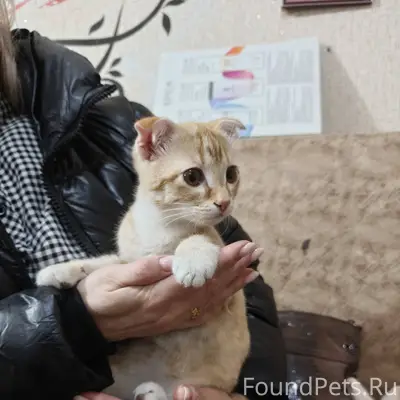 Найден котенок, мальчик. Прибе...