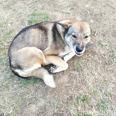 Пропала собака, точно не извес...