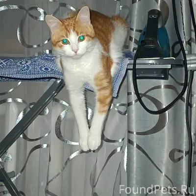😸Потерялся кот!😸 Вчера утром и...