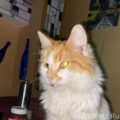 Пропала кошка ул.Грацинского 1...