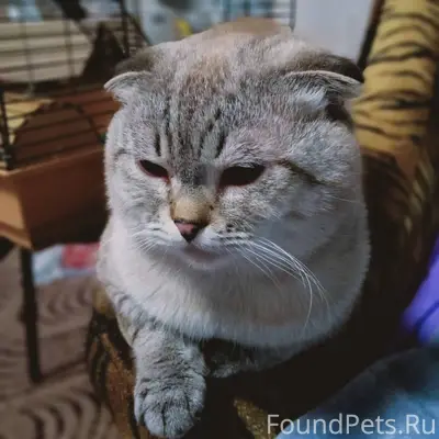 Пропал кот, зовут Симба, левый...