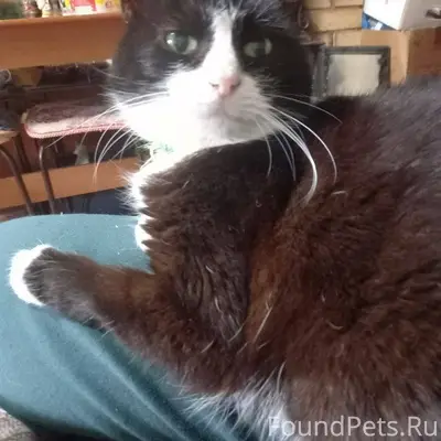Пропала кошка на улице Произво...