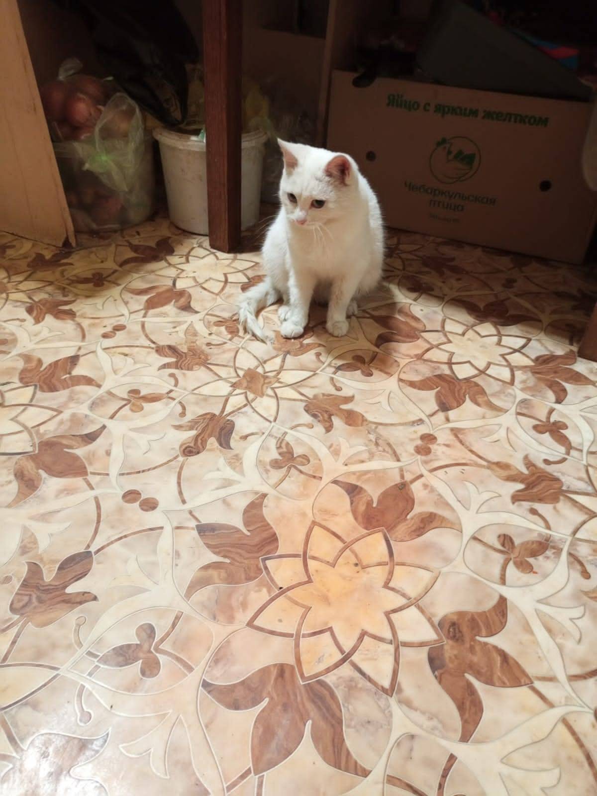 Найден кастрированный кот чист...