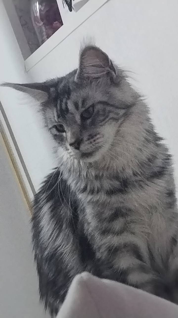 Пропала кошка Породы Меин-кун,...