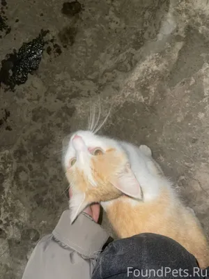 Найден рыжий кот по адресу Кра...