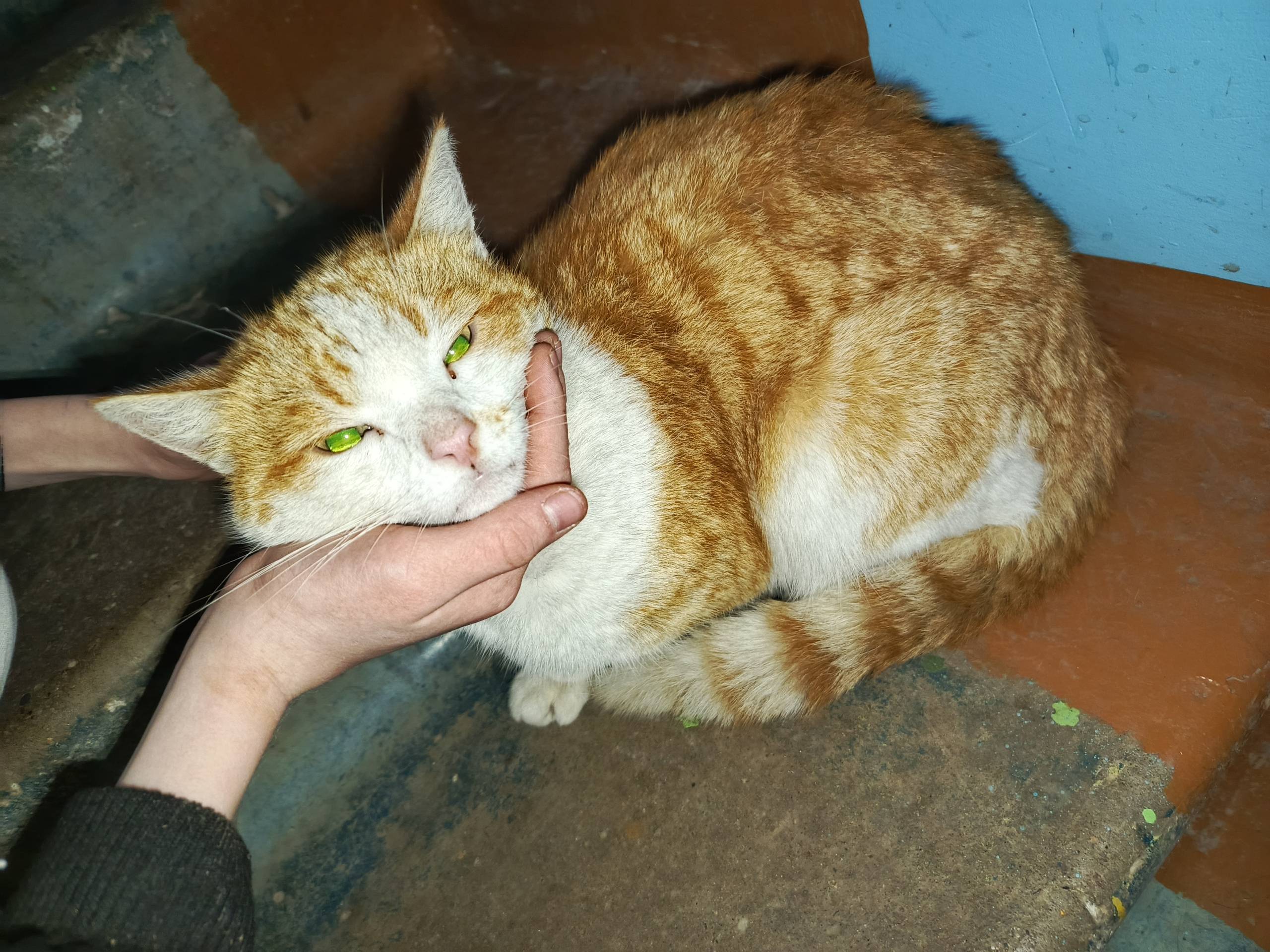 Найден кот СЗР по ул. Максима....