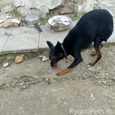 Найдена собака на улице Юбилей...