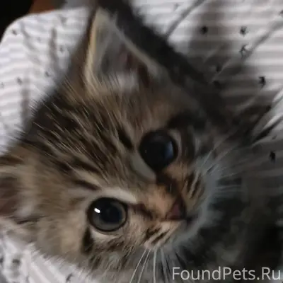 #ВдобрыеРуки Друзья! У нас ещё...