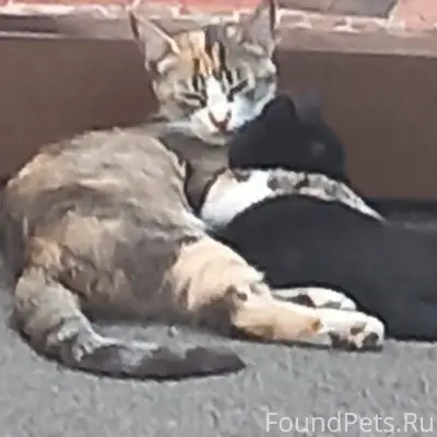 Пропала кошка трехцветная на ф...