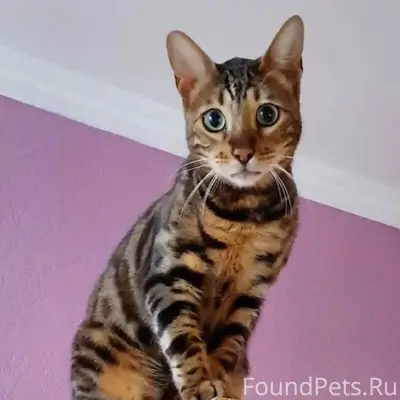 Пропал кот бенгал с Черногорск...