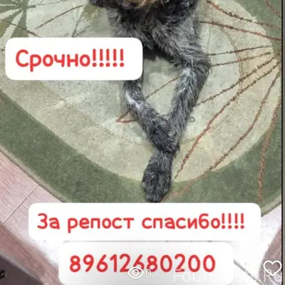 Найдена собака породы Курцхар ...