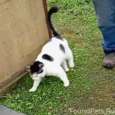 Друзья, у моей мамы пропал кот...