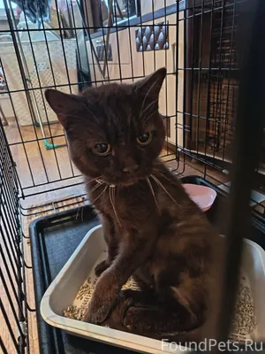 Найден тощий кот на дачах в...