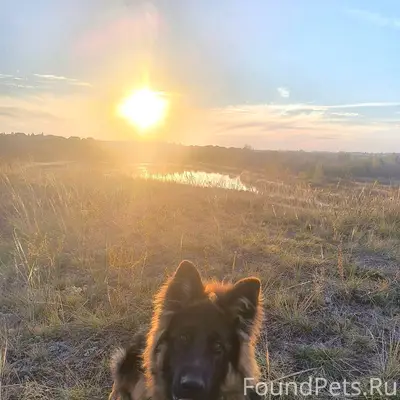 Убежал пес, вчера вечером до с...