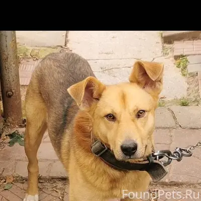 Пропала собака в с. Рождествен...