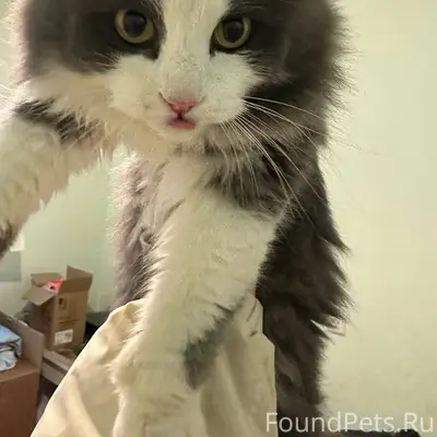 Найден кот около дома по Ул...