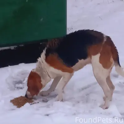 У Байк центра бегает собака де...