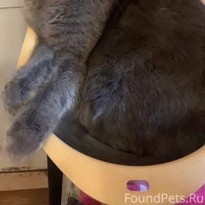 Пропал кот! Миша! Район: Степн...