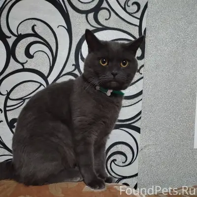 Пропал кот в районе мкр. Алекс...