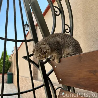 Пропал кот, домашний, на нем к...