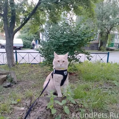 Пропал Кот Кузя ,в сером ошейн...