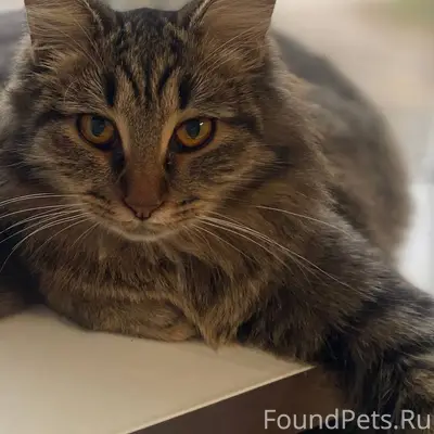 Срочно!!! Лысково. Пропала кош...