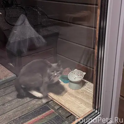 Найдена кошка Район Рапатил Ды...