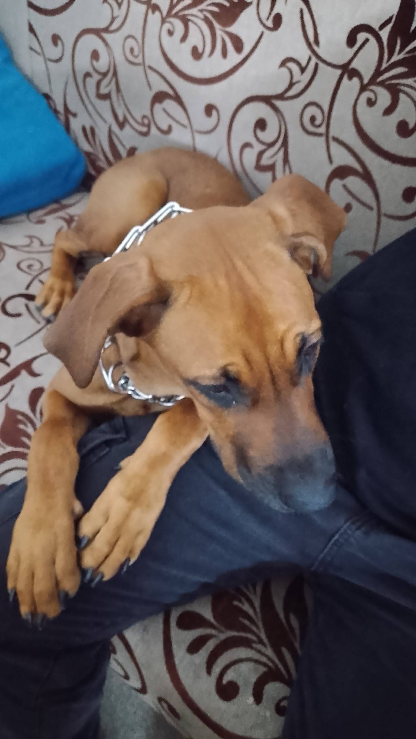 Найдите свою собаку. Вчера иск...