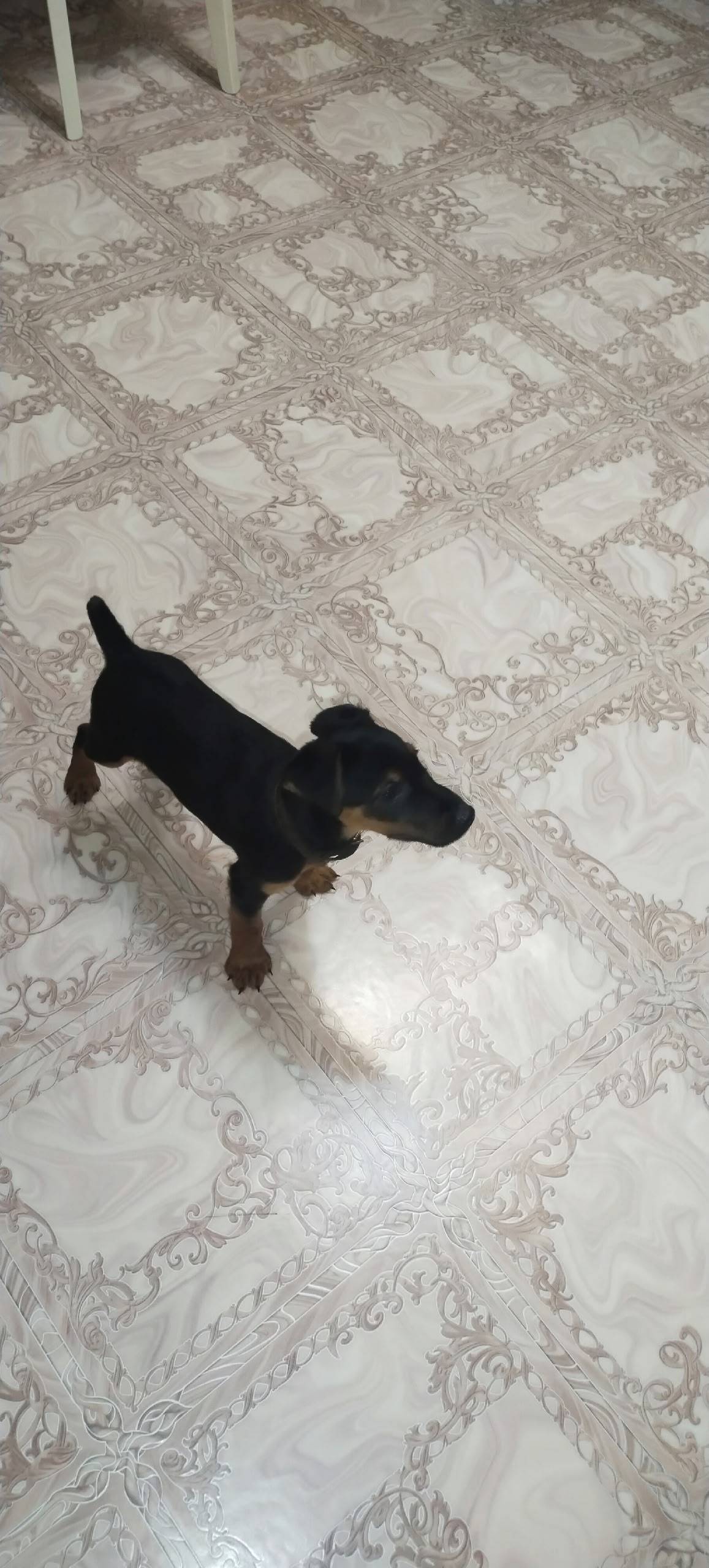 Пропал щенок ягдтерьер черного...