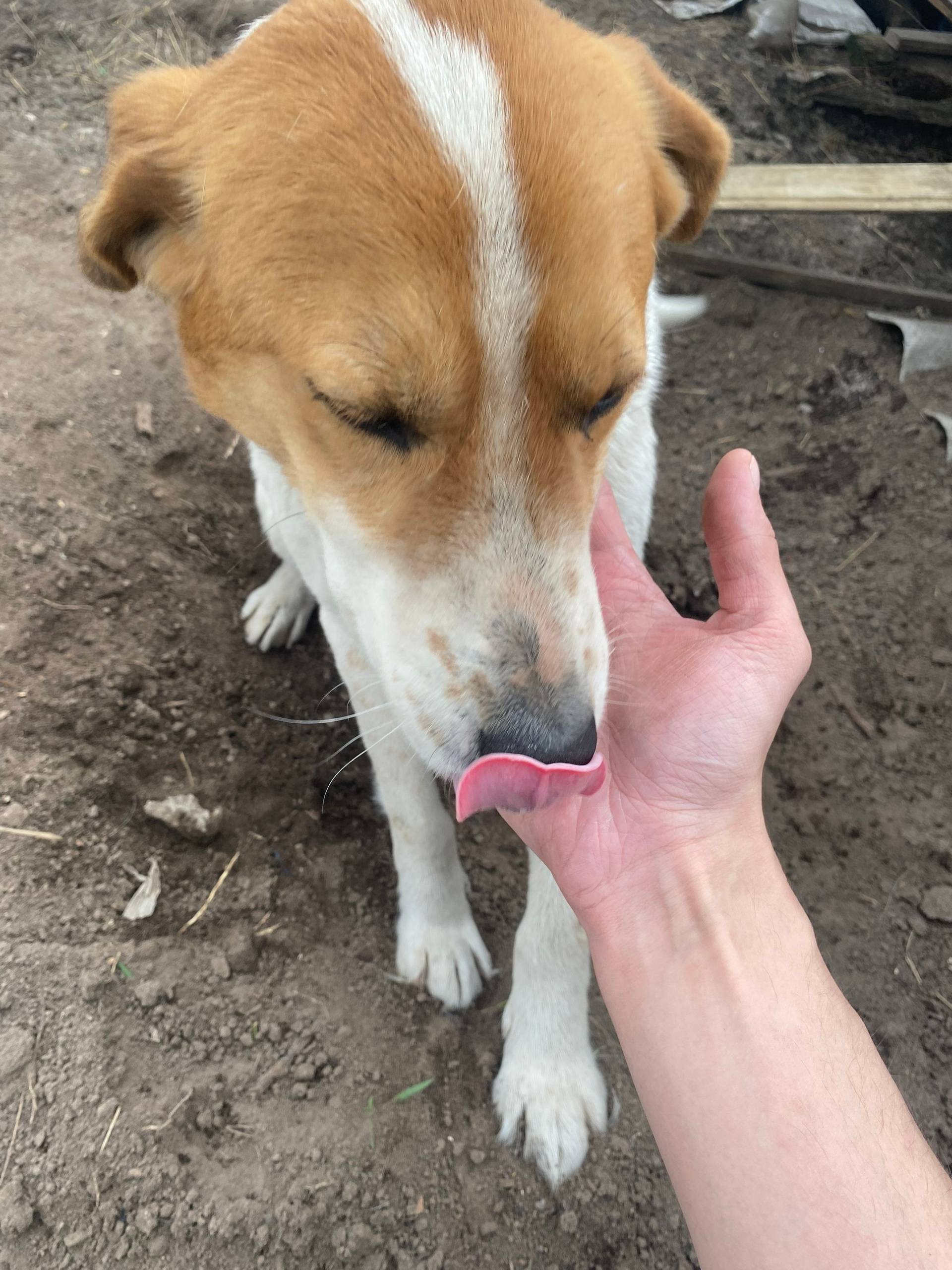 Потерялась собака. Порода русс...