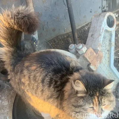 Потерялась кошка Маша. Трехцве...